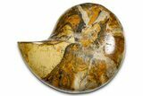 Polished Fossil Nautilus (Cymatoceras) - Madagascar #378987-1